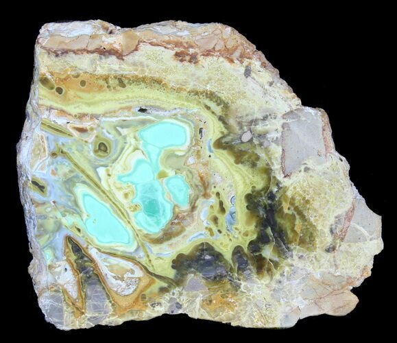 Slab Of Clay Canyon Variscite - Old Collection Stock #39159